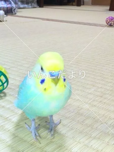 コメントの画像