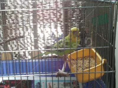 コメントの画像