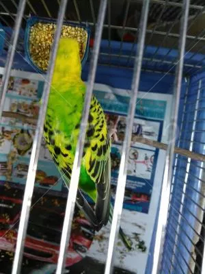 コメントの画像