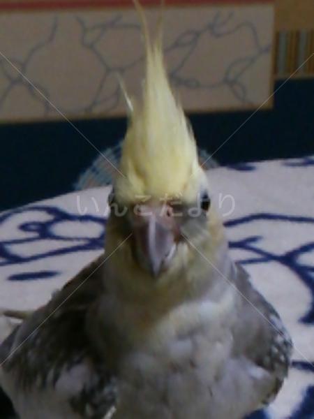 コメントの画像