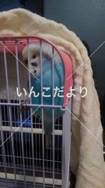 コメントの画像