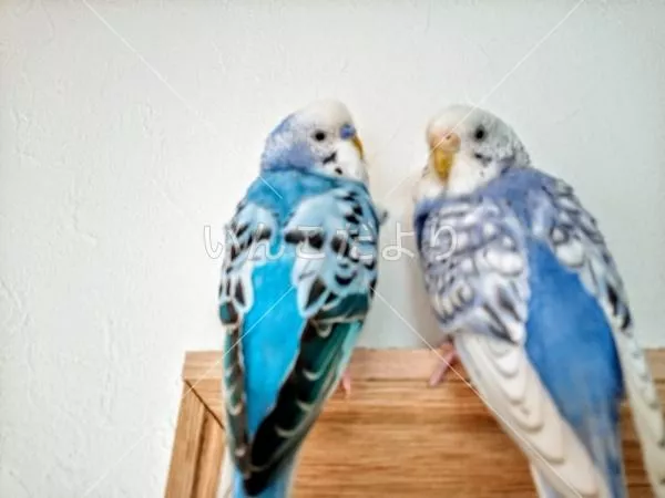 コメントの画像