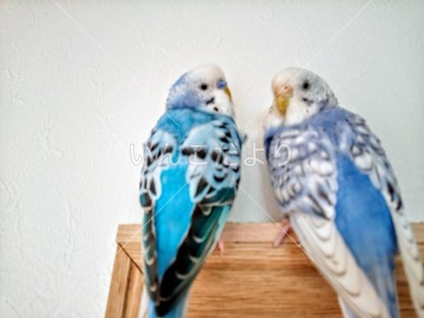 コメントの画像