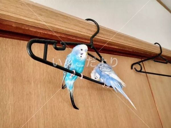 コメントの画像