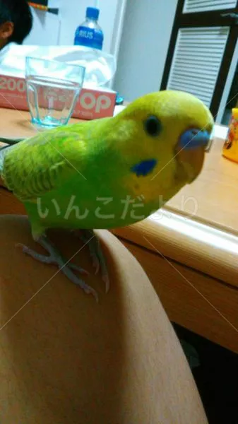 コメントの画像