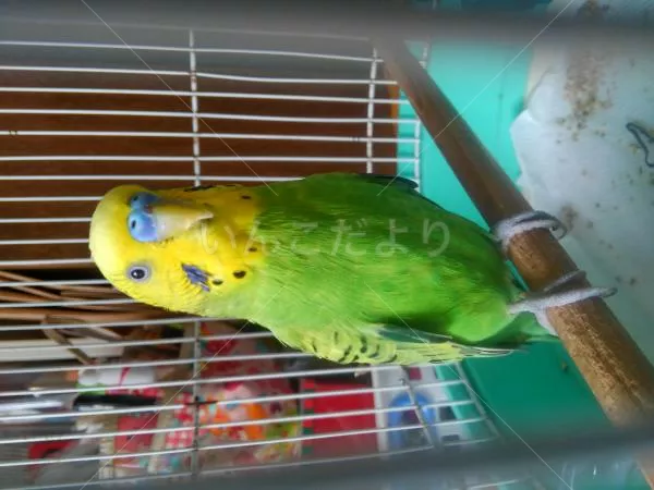 コメントの画像