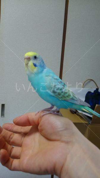 コメントの画像