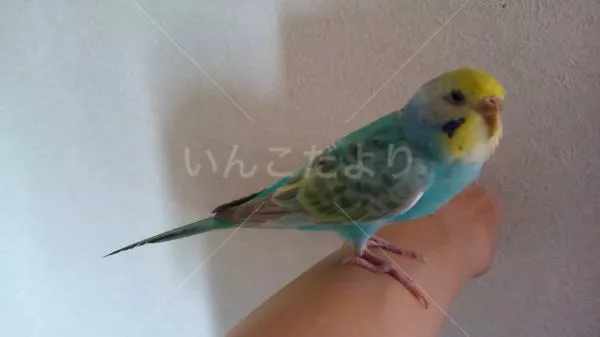 コメントの画像