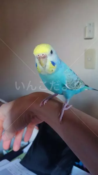 コメントの画像