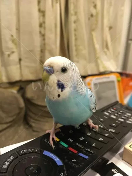 コメントの画像