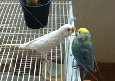 コメントの画像