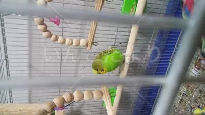 コメントの画像