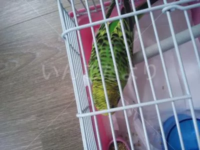 コメントの画像