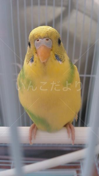 コメントの画像