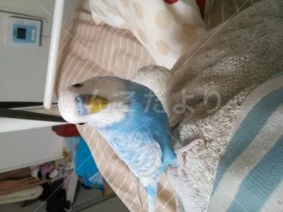 コメントの画像