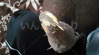 コメントの画像