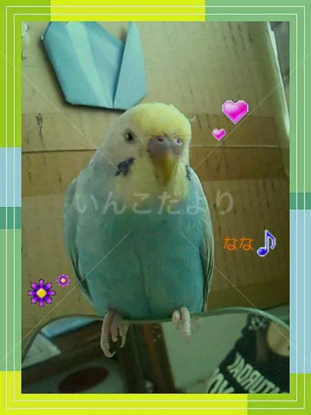 コメントの画像