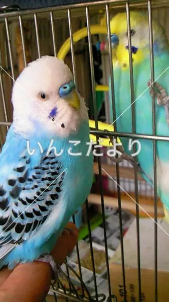 コメントの画像