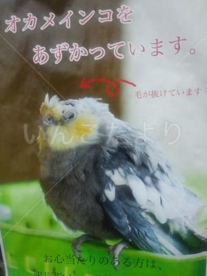 コメントの画像
