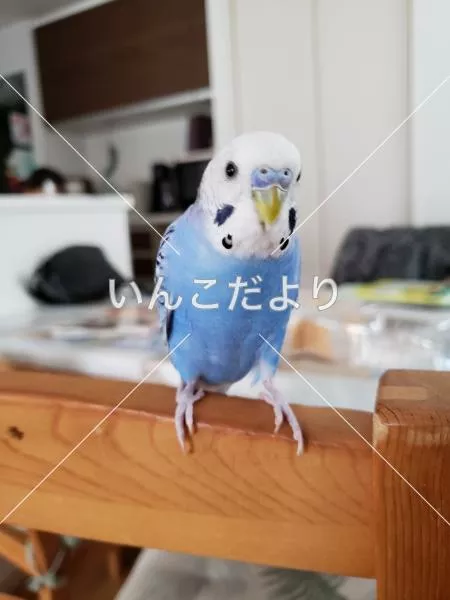 コメントの画像