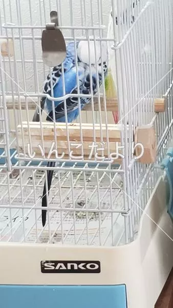 コメントの画像