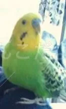 コメントの画像