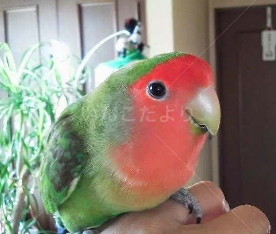 コメントの画像