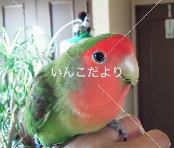 コメントの画像