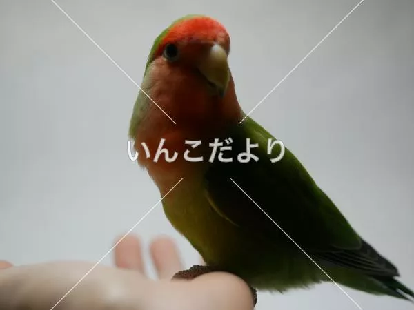 コメントの画像