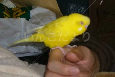 コメントの画像