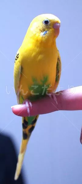 コメントの画像