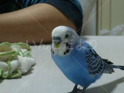 コメントの画像