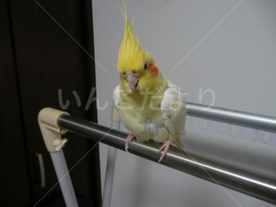 コメントの画像