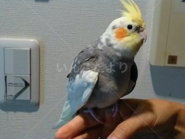 コメントの画像