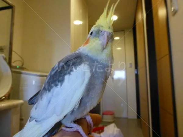 コメントの画像