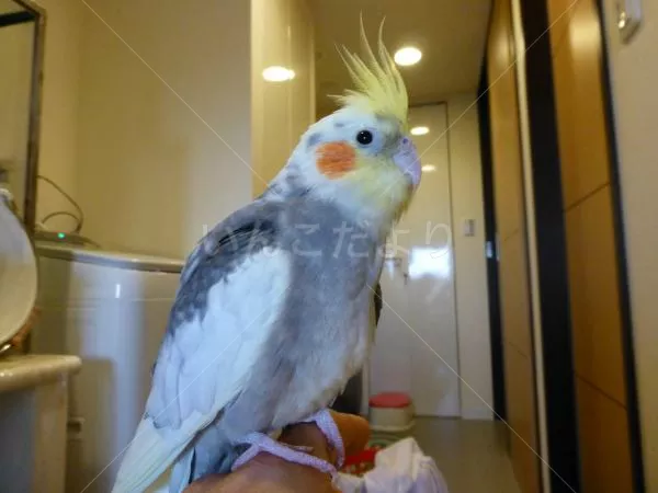 コメントの画像