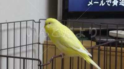 コメントの画像