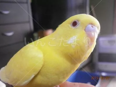 コメントの画像