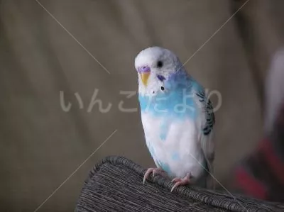 コメントの画像