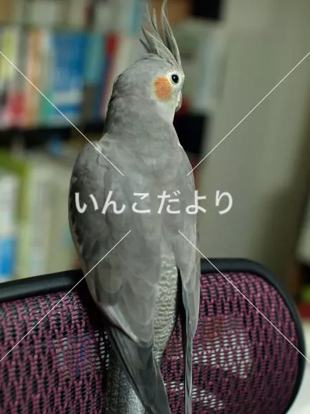 コメントの画像