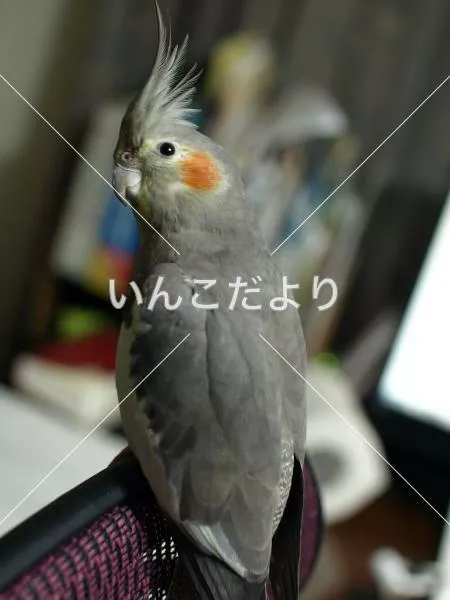 コメントの画像