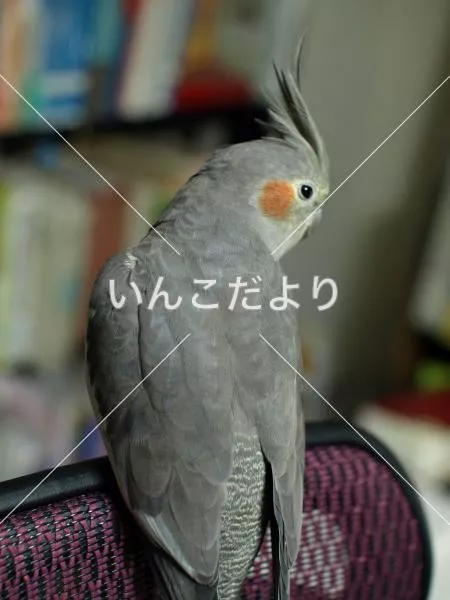 コメントの画像