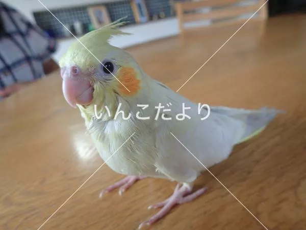 コメントの画像