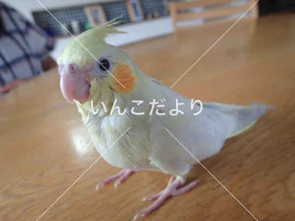 コメントの画像