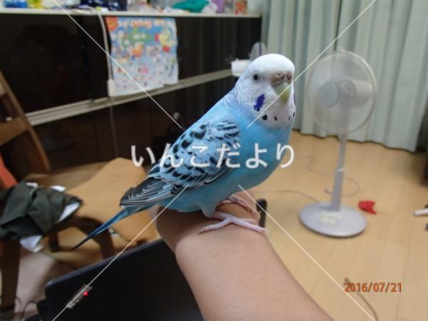 コメントの画像