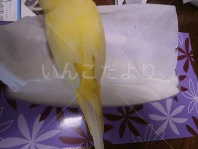 コメントの画像