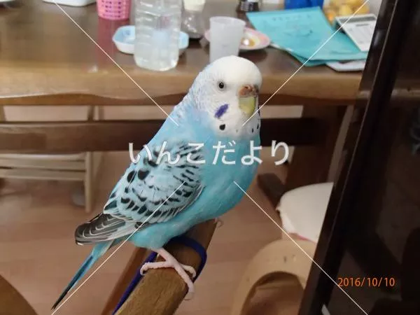 コメントの画像