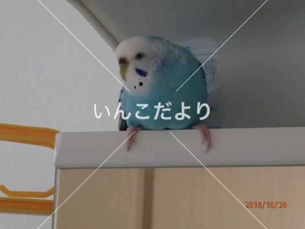 コメントの画像