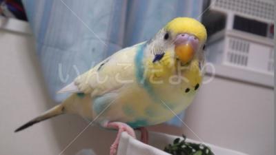 コメントの画像