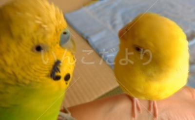 コメントの画像